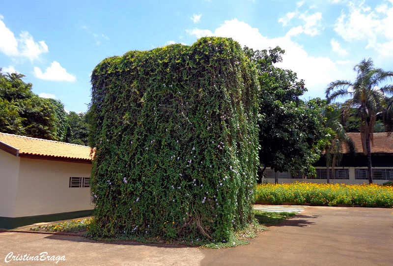 Ipoméia - Ipomoea cairica