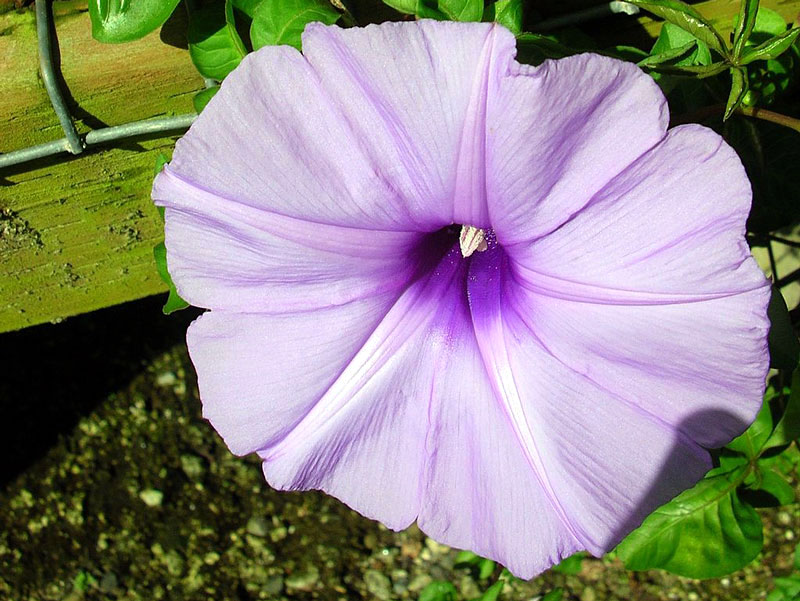 Ipoméia - Ipomoea cairica