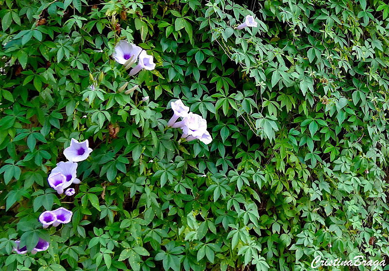 Ipoméia - Ipomoea cairica