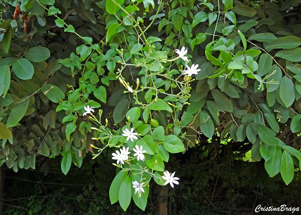 Jasmim dos açores - Jasminum azoricum