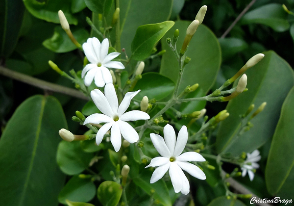 Jasmim dos açores - Jasminum azoricum - Flores e Folhagens