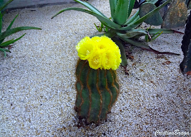 Notocactus warasii