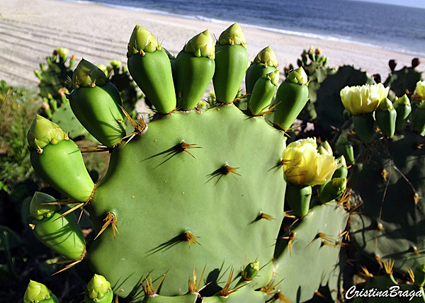 Palma brava - Opuntia littoralis - Flores e Folhagens