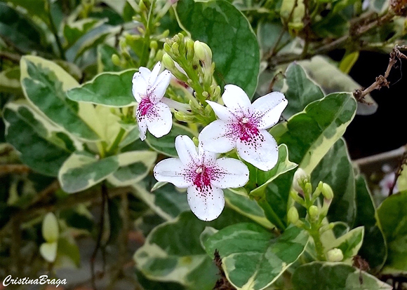 Pseuderanthemum carruthersii "Variegatum"