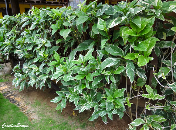 Pseuderanthemum carruthersii "Variegatum"