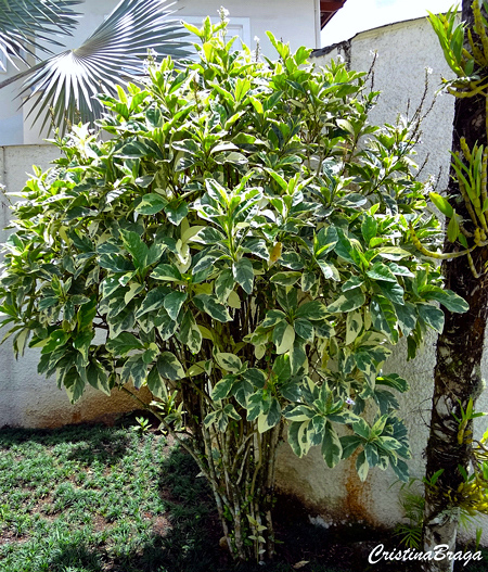 Pseuderanthemum carruthersii "Variegatum"