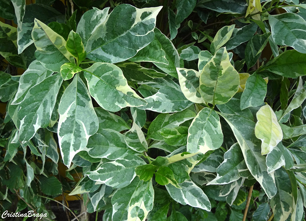 Pseuderanthemum carruthersii "Variegatum"