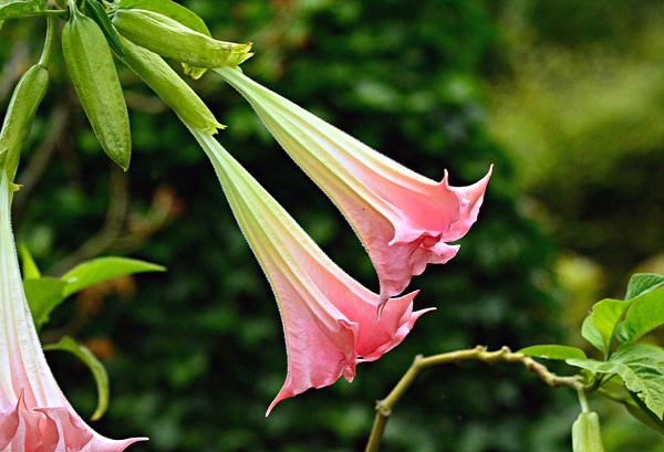 Trombeta de Anjo - Brugmansia suaveolens