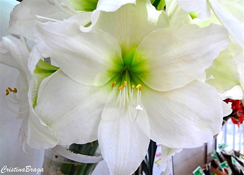 Amarílis – Hippeastrum hybridum