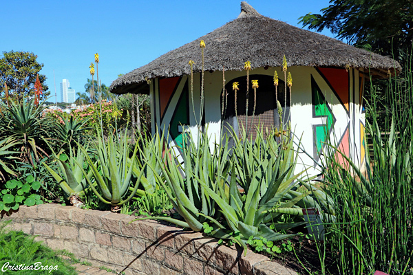 Babosa - Aloe vera - Flores e Folhagens