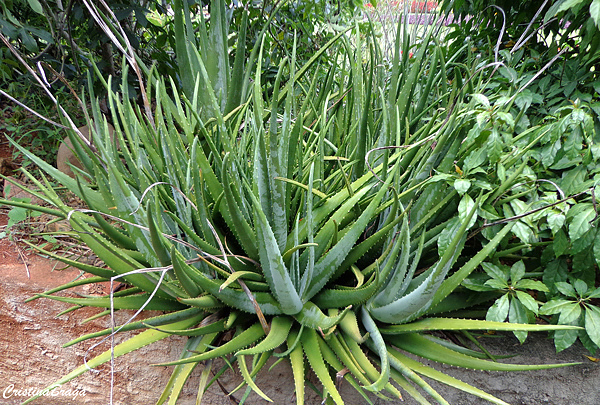 Babosa - Aloe vera