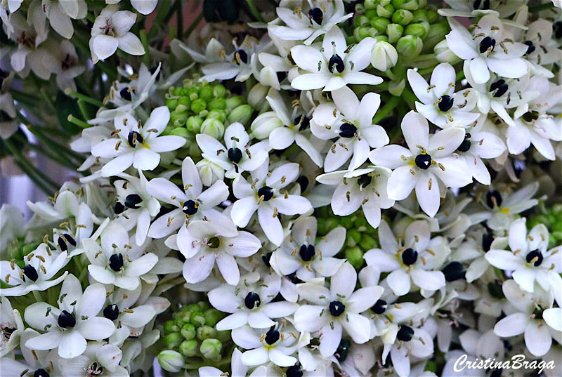 Chincherinchee - Ornithogalum saundersiae