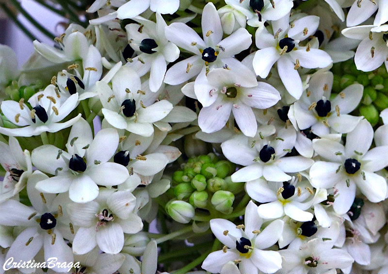 Chincherinchee - Ornithogalum saundersiae