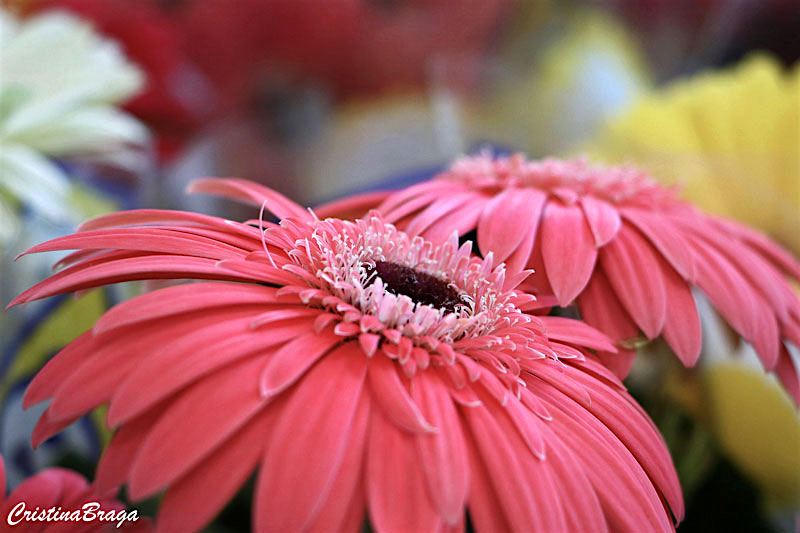 Gerbera - Gerbera jamesonii