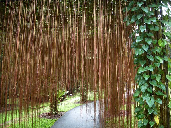 Insulina vegetal - Cissus verticillata