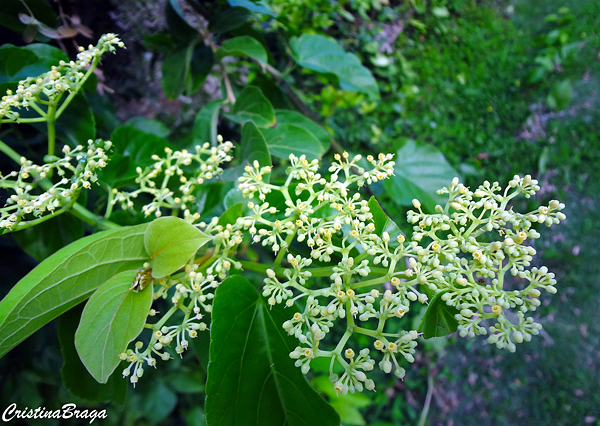 Insulina vegetal - Cissus verticillata