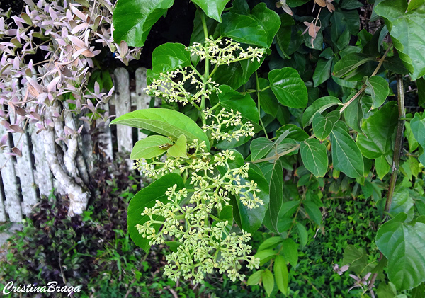 Insulina vegetal - Cissus verticillata