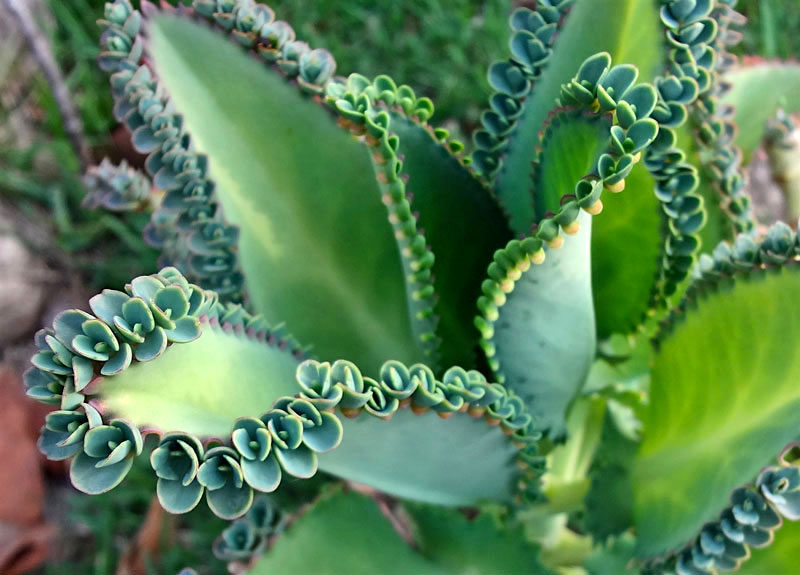 Mãe de milhares - Kalanchoe Laetivirens