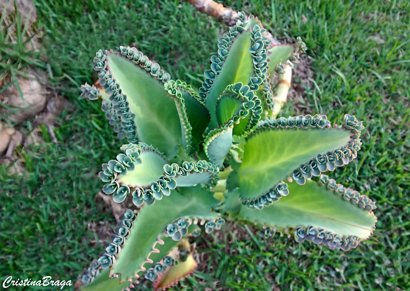 Mãe de milhares - Kalanchoe Laetivirens