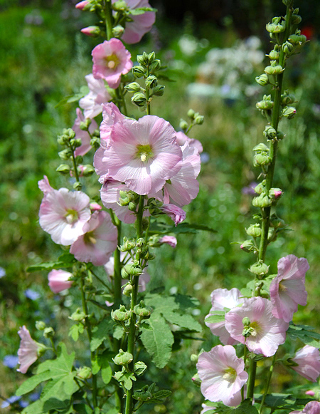 Malva rosa - Alcea rosea