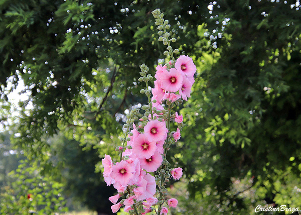 Malva rosa - Alcea rosea