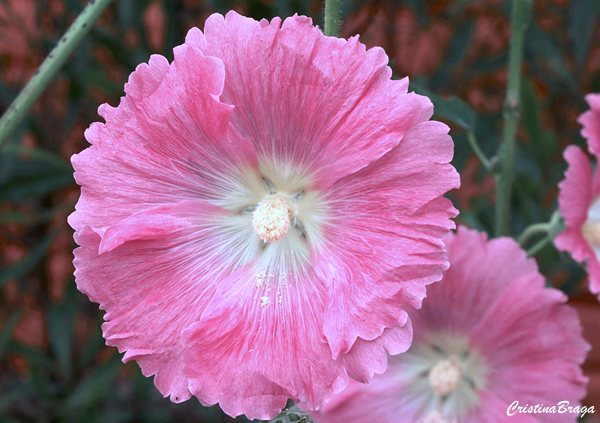 Malva rosa - Alcea rosea