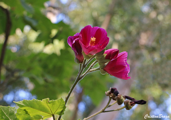 Malva rosa - Alcea rosea