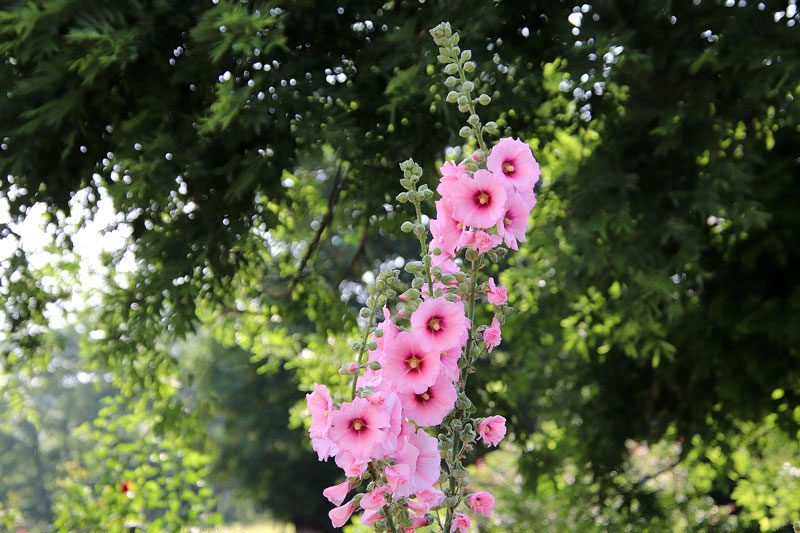 Malva rosa - Alcea rosea