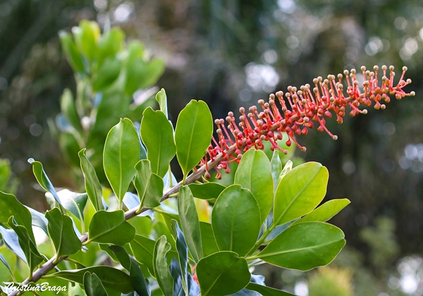 Norantea - Schwartzia brasiliensis