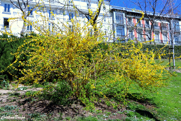 Sino dourado - Forsythia x intermedia