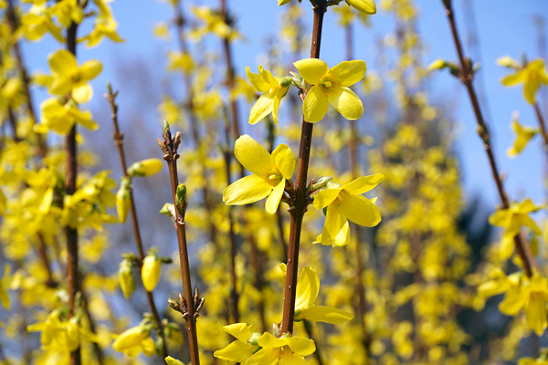 Sino dourado - Forsythia x intermedia