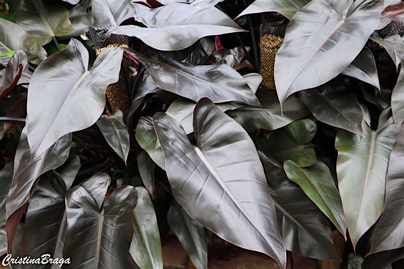 Filodendro roxo - Philodendron erubescens