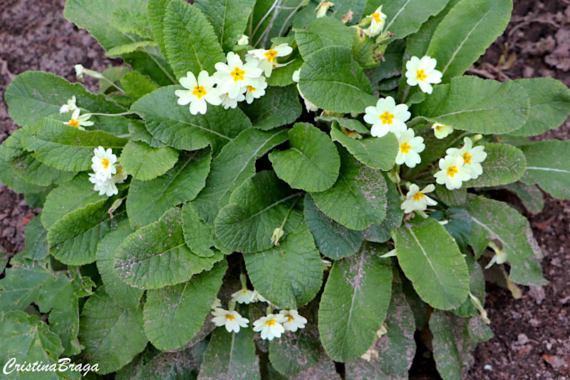 Prímula - Primula x polyantha
