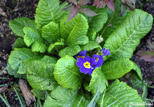 Prímula - Primula x polyantha