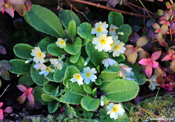 Prímula - Primula x polyantha