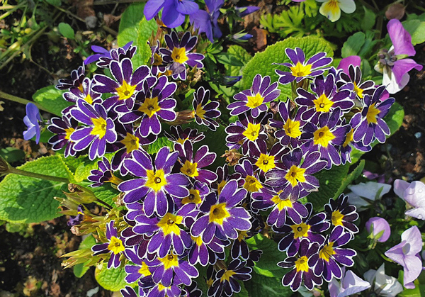 Prímula - Primula x polyantha
