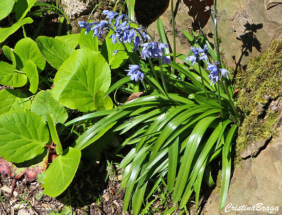 Bluebell - Hyacinthoides hispanica