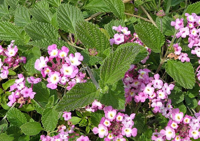 Erva cidreira de arbusto - Lippia alba