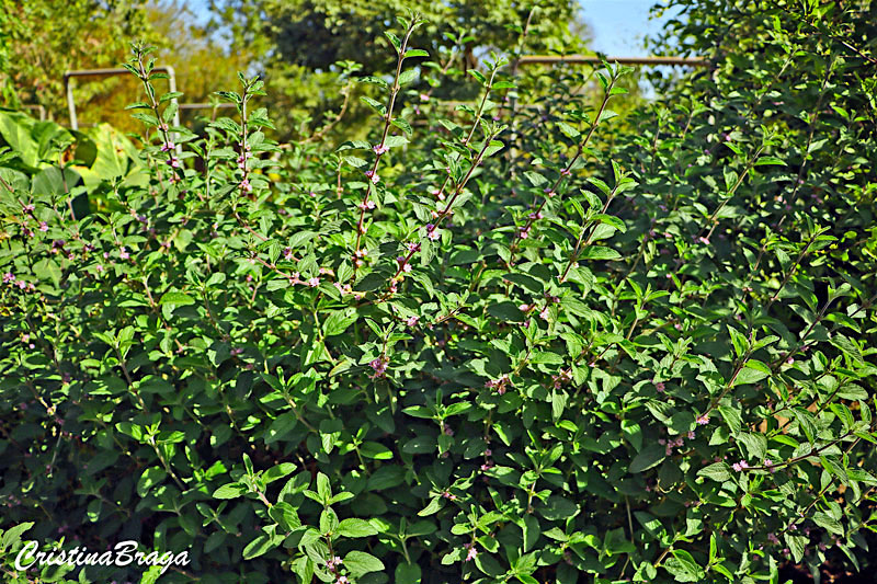 Erva cidreira de arbusto - Lippia alba