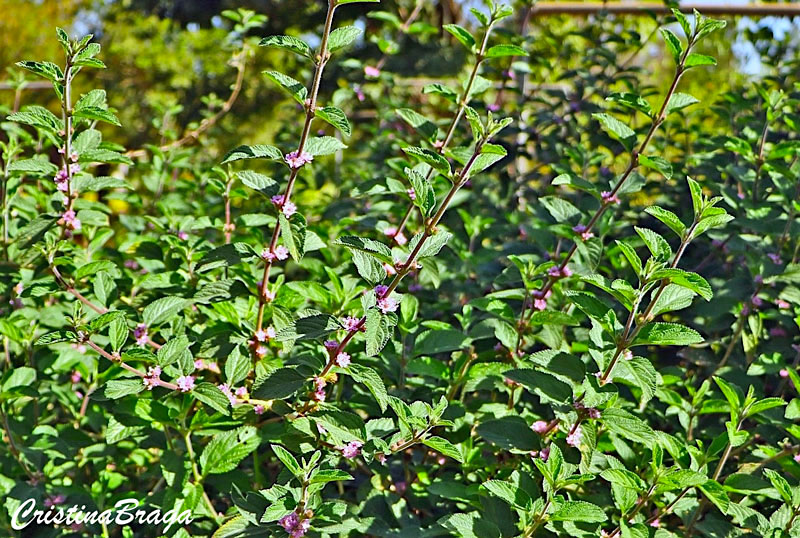 Erva cidreira de arbusto - Lippia alba