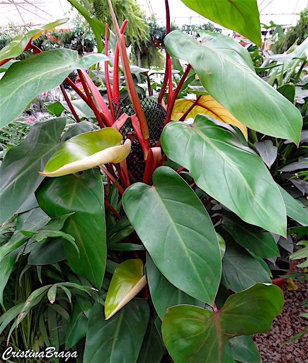 Filodendro roxo - Philodendron erubescens