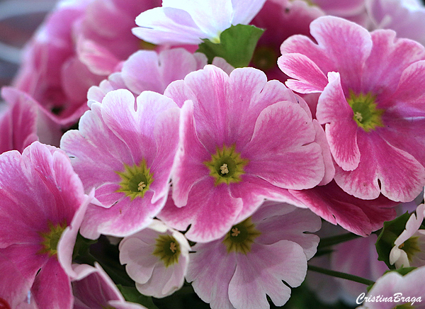 Prímula - Primula obconica