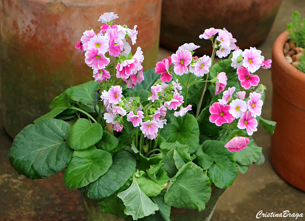 Prímula - Primula obconica