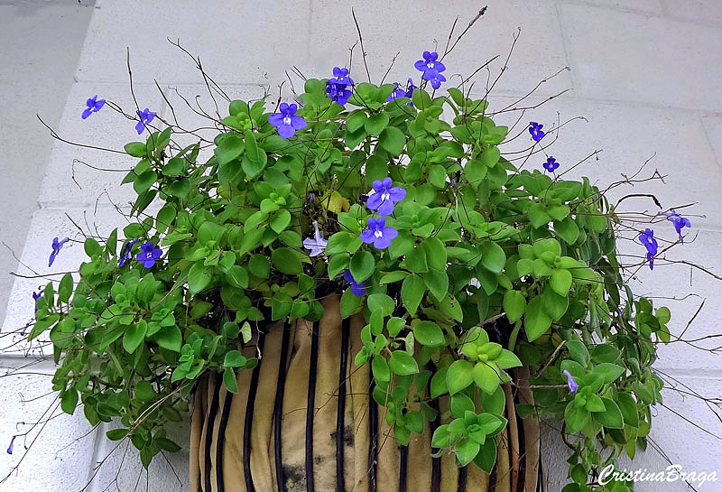 Violeta pendente - Streptocarpus saxorum