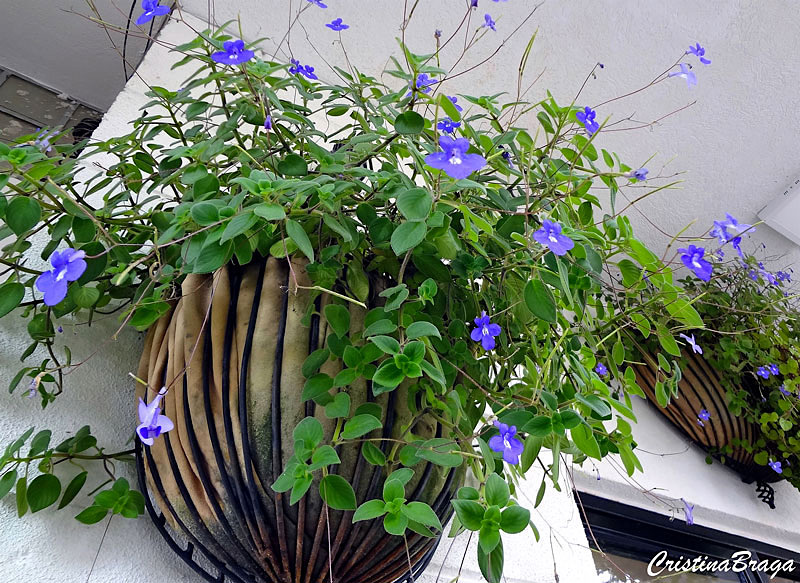 Violeta pendente - Streptocarpus saxorum