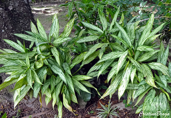 Aglaonema - Aglaonema commutatum “Silver Queen”