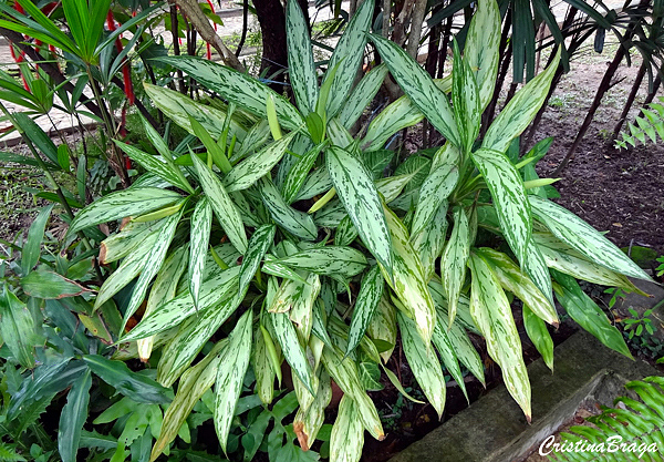 Aglaonema - Aglaonema commutatum “Silver Queen”