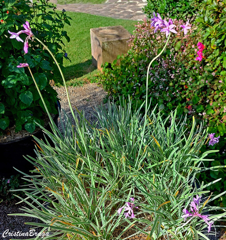 Alho Social - Tulbaghia violacea