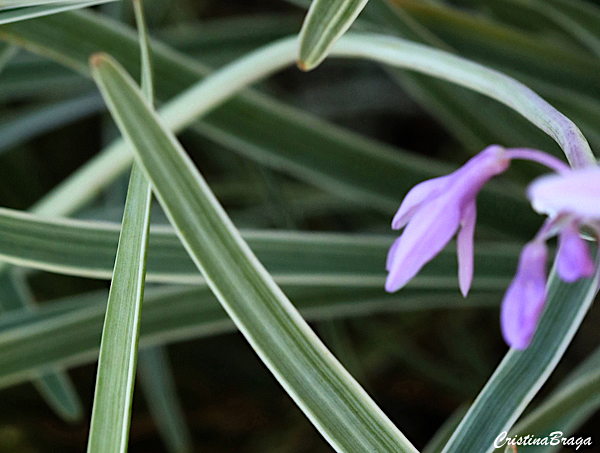 Alho Social - Tulbaghia violacea