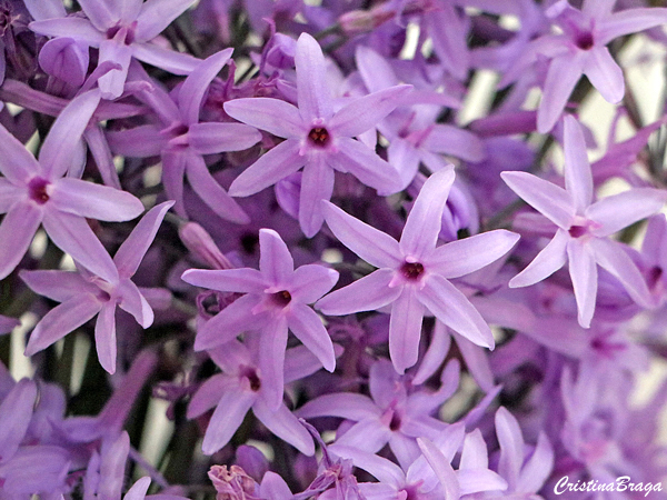 Alho Social - Tulbaghia violacea